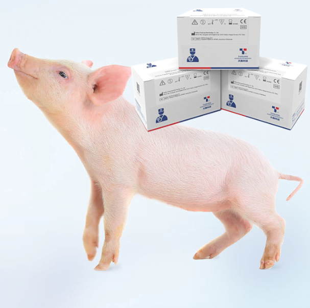Kit PCR phát hiện Dịch tả lợn Châu Phi (ASFV)