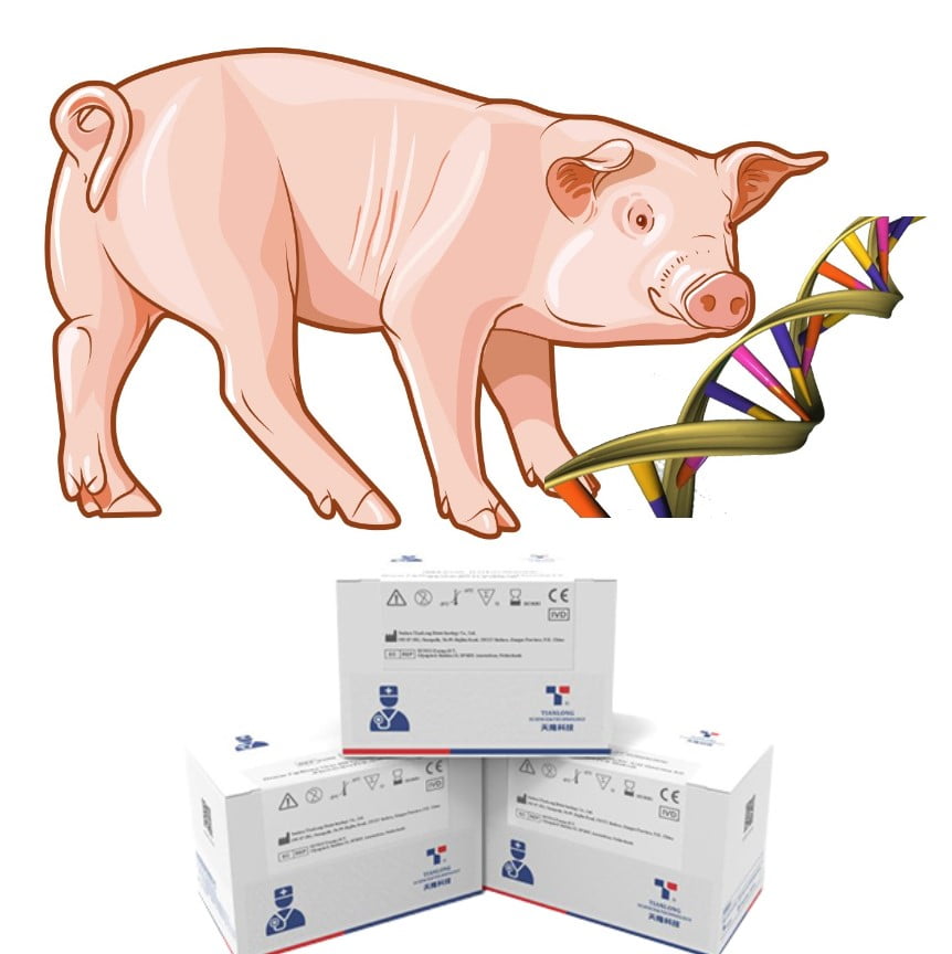 Kit phát hiện RNA virus bệnh Heo Tai Xanh gây hội chứng hô hấp và sinh sản ở lợn (PRRSV)