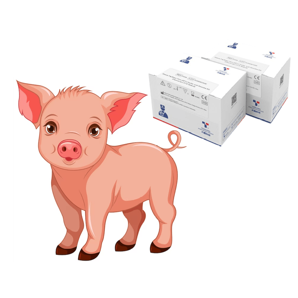 Kit phát hiện RNA virus dịch tả lợn cổ điển (CSFV)