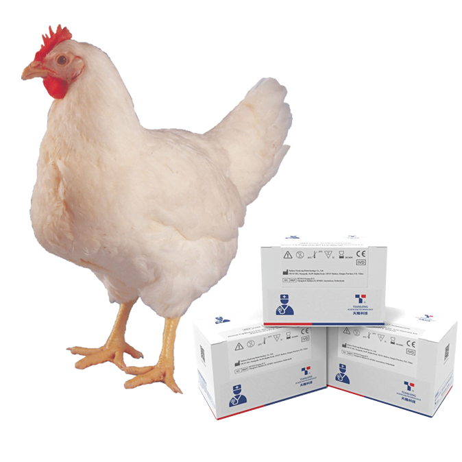 Kit phát hiện axit nucleic của virus gây bệnh gà rù Newcastle