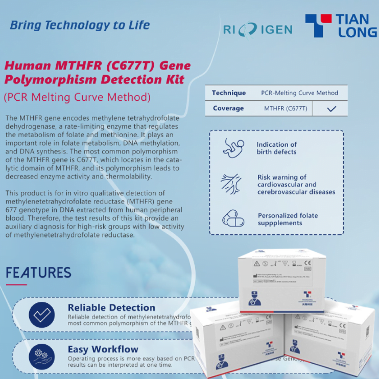 Kit phát hiện đa hình gen Human MTHFR (C677T) ở Người